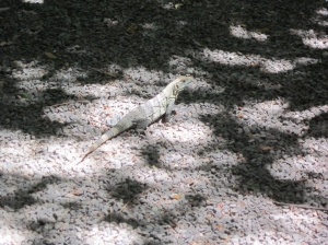 Iguana 3, Montezuma      